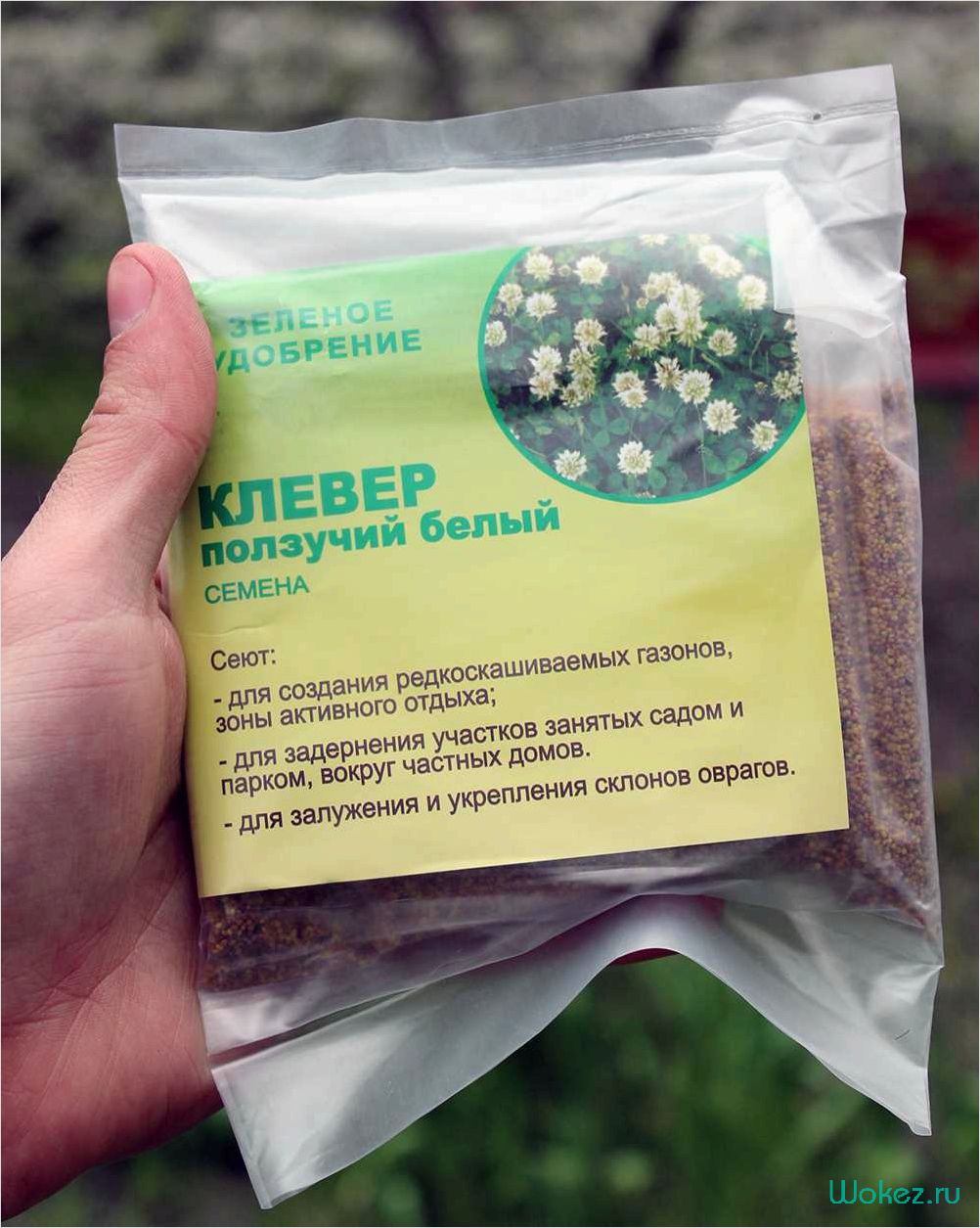 (белый, клевер, семена, полезные, свойства) Белый клевер семена — полезные свойства и применение
