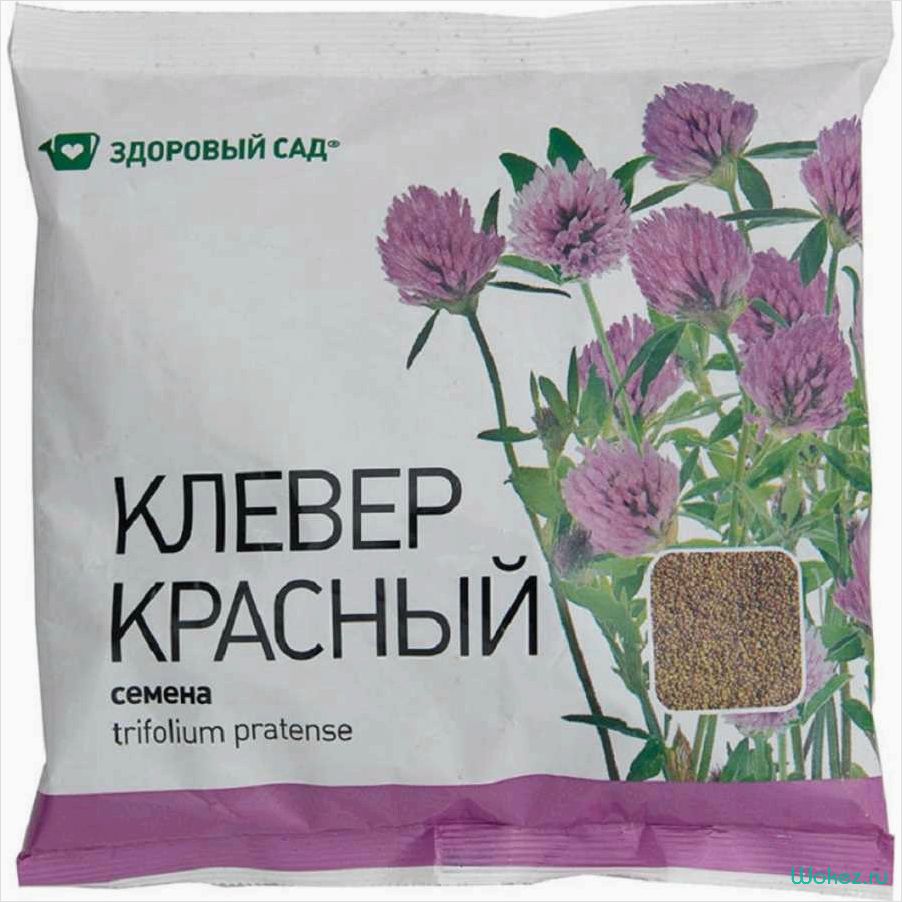 (белый, клевер, семена, полезные, свойства) Белый клевер семена — полезные свойства и применение