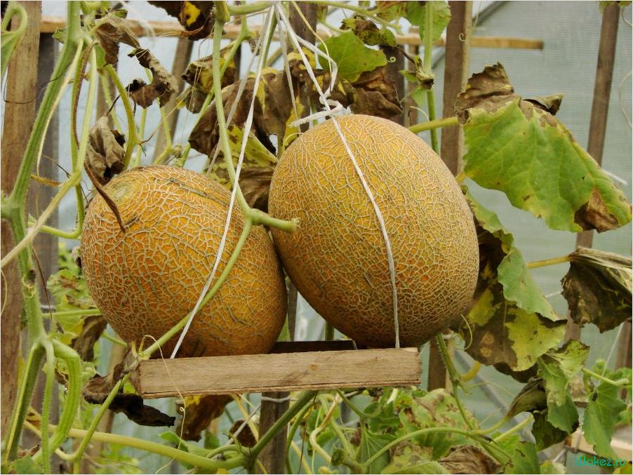 (сладкий, сочный, обзор, карамели, ананасным) Сладкий и сочный: обзор карамели F1 с ананасным вкусом